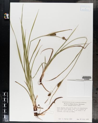 Carex houghtoniana
