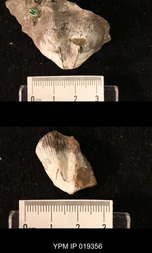 Cyrtospirifer angusticardinalis