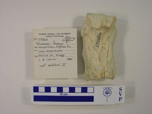 Teleoceras fossiger