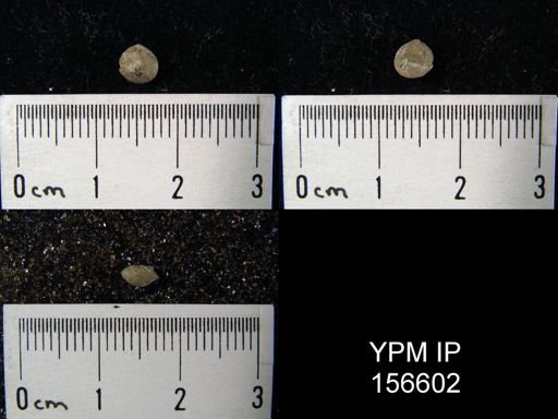 Zygospira recurvirostra