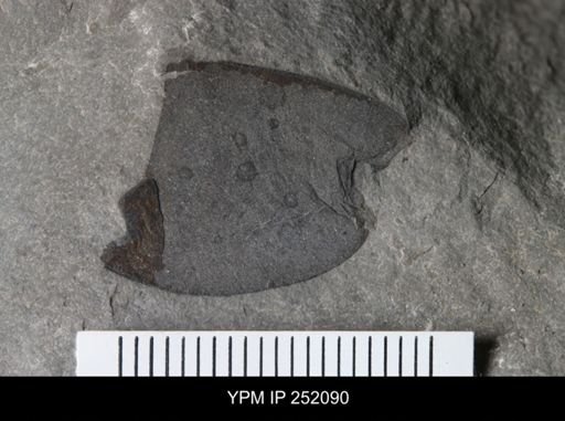 Eurypterus sp.