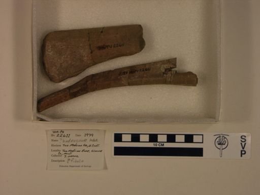Hadrosauridae?