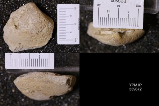 Mactra warreniana
