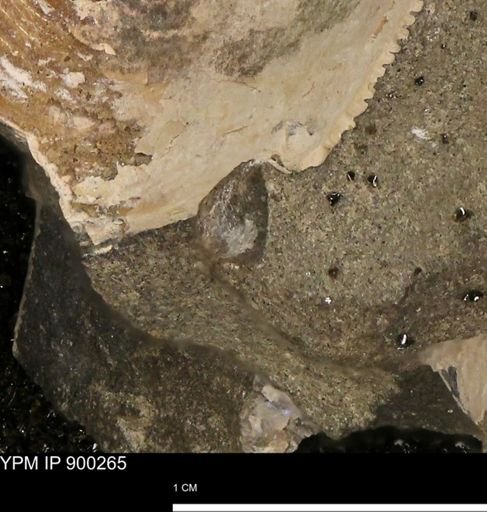 undet. Mollusca