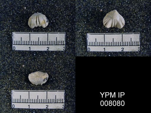 Wellerella osagensis