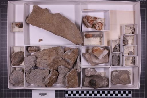 mixed taxa, stratigraphic collection