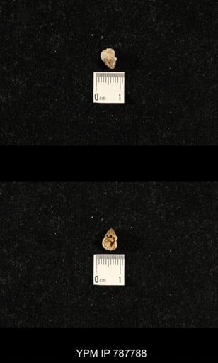 undet. Brachiopoda