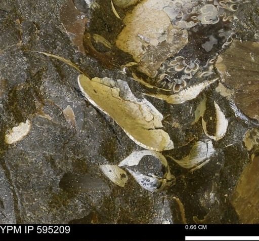 undet. Mollusca