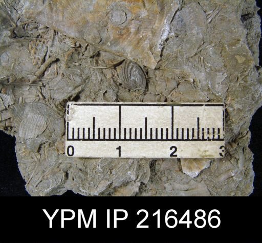Hustedia sp.