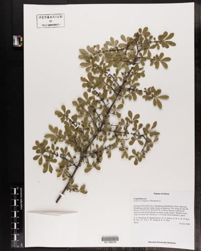 Plantae