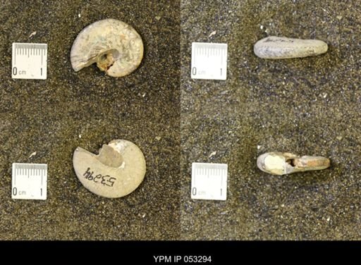 Discoscaphites conradi