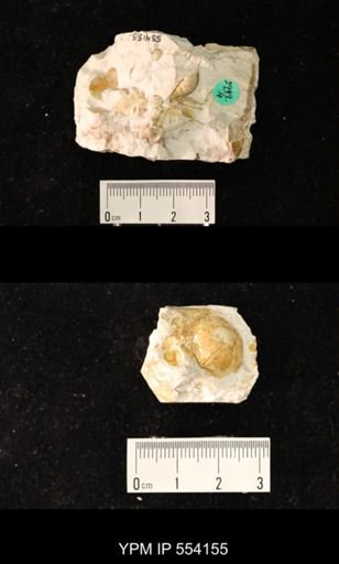 Eodevonaria sp.