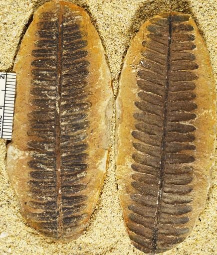 Pecopteris