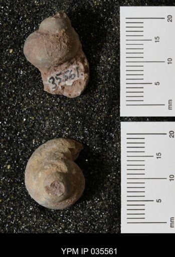 Campeloma harlowtonensis