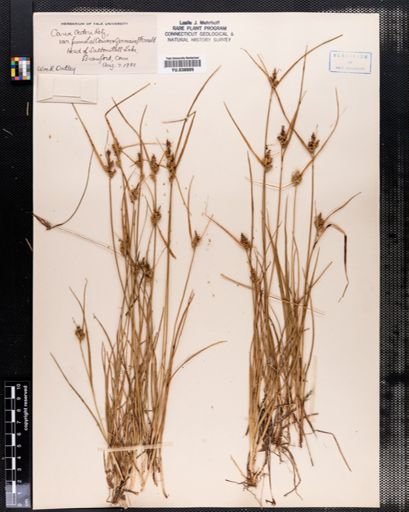 Carex oederi