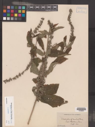 Teucrium canadense