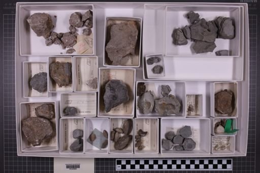 mixed taxa, stratigraphic collection
