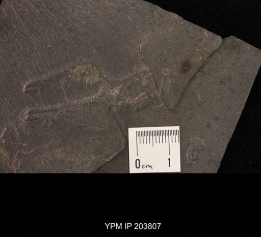 Furcaster palaeozoicus