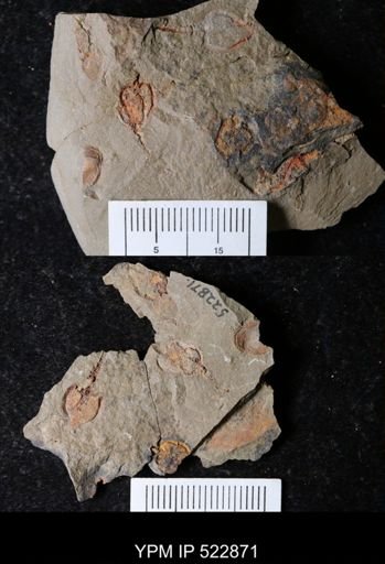 Phyllocystis?