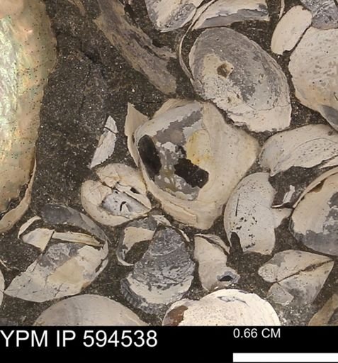 Protocardia sp.
