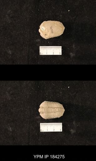 Calymene niagarensis