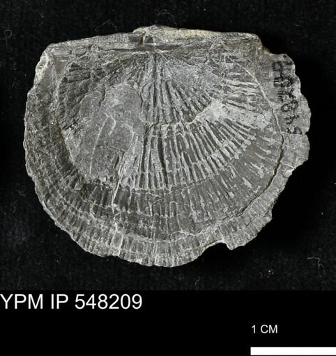 Stropheodonta demissa