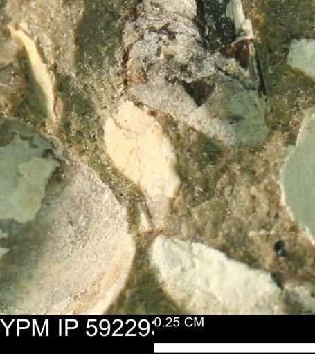 undet. Bivalvia