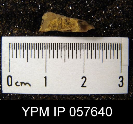 Leptaenisca adnascens