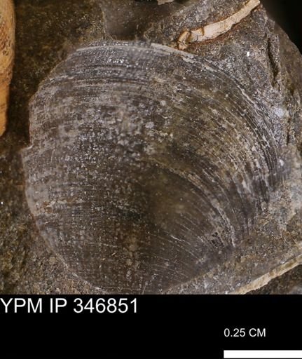 Limopsis striatopunctatus