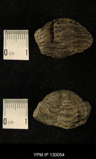 Phacops rana