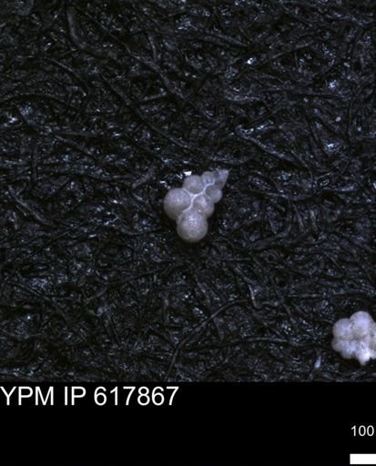 undet. Heterohelicidae