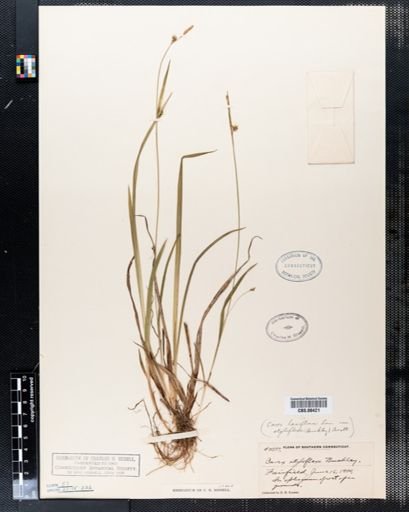 Carex styloflexa