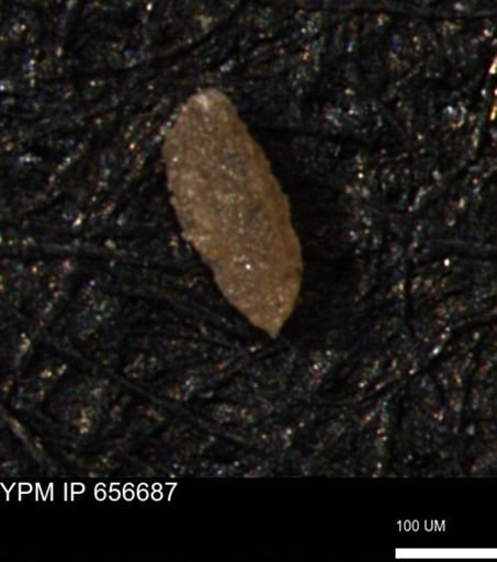 Miliammina manitobensis