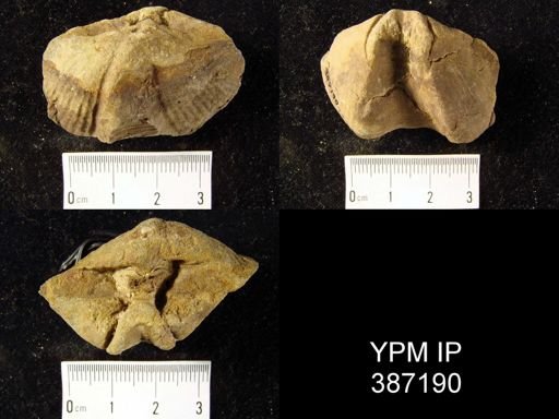 undet. Cyrtospiriferoidea