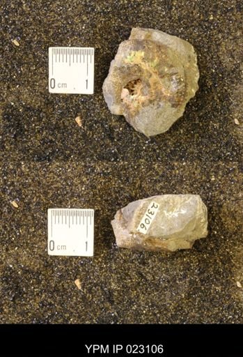Discoscaphites rossi