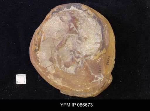 Hoploscaphites nicolletii