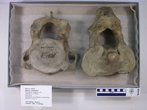 Platygonus compressus