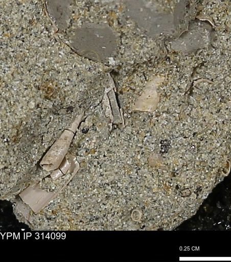 undet. Scaphopoda