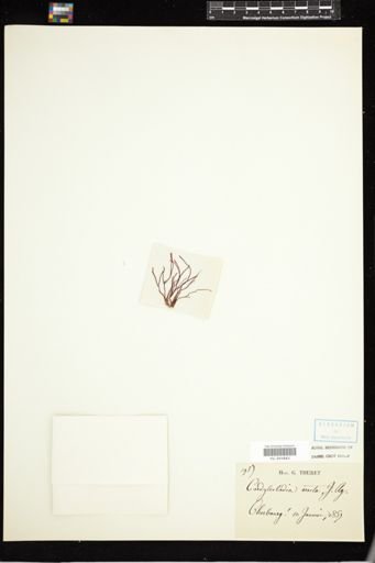 Cordylecladia erecta
