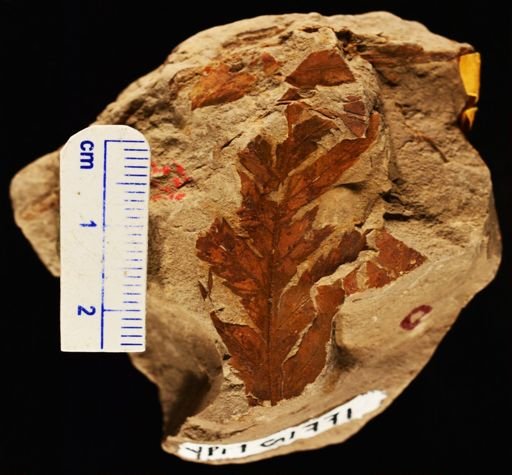 Woodwardia latiloba