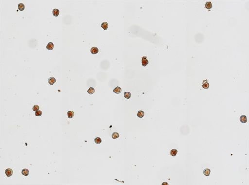 Crassostrea virginica
