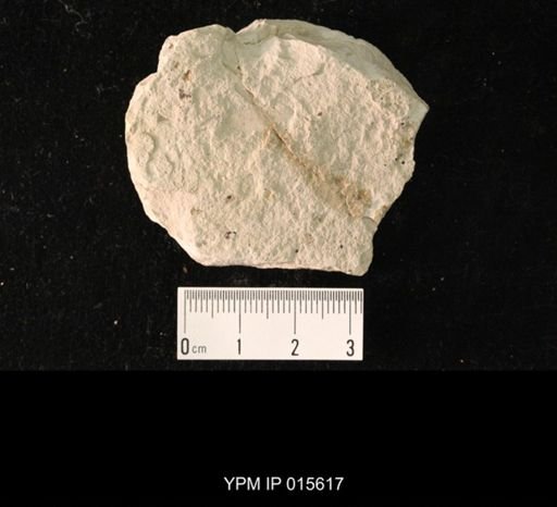 Phenopterum elongatum