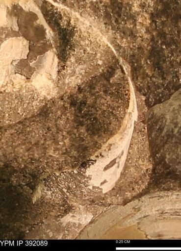 Protocardia sp.
