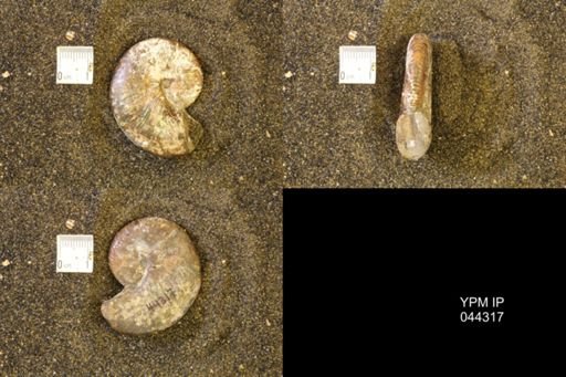 Hoploscaphites comprimus