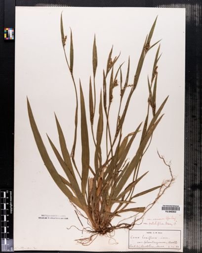 Carex laxiflora