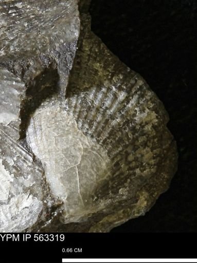Oxytoma (Hypoxytoma)