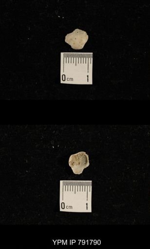 undet. Brachiopoda