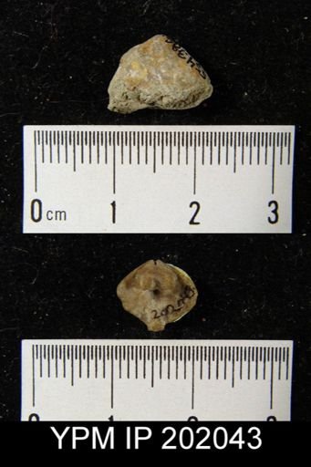 Rensselaerina medioplicata