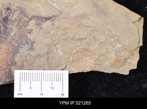 undet. Bivalvia