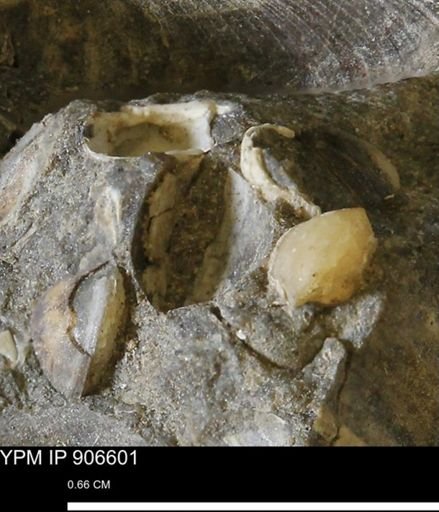 undet. Bivalvia